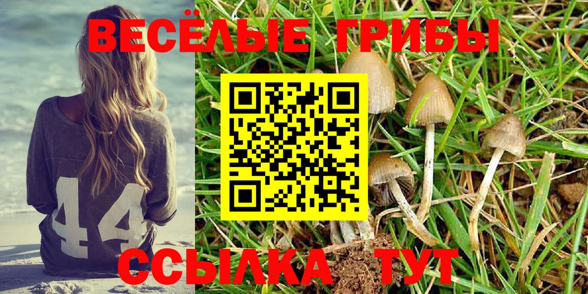 Черногорск  Галлюциногенные грибы Psilocybe  Вход с VPN 